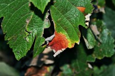 Decay On Torn Vine Leaf