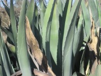 Desert Plant 1
