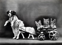 Dog & Cats Dressed Vintage