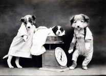 Dog Dressed Vintage Photo