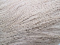 Dog Fur Texture