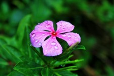Drops On Pink Periwinkle