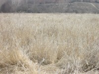 Dry Grassy Field 2