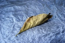Dry Leaf On Tissue Paper