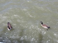 Ducks In The Hudson River