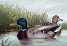 Ducks On Pond Painting