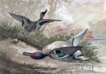 Ducks Vintage Painting