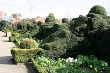 England Garden Hedges