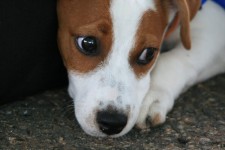Face Of Jack Russell Puppy