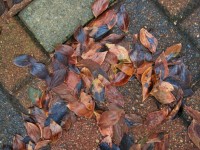 Fallen Dead Leaves