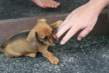 'fingers Are Also Tasty' Puppy