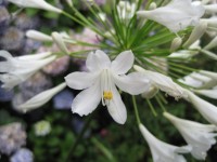 Florets Of White Agapanthus
