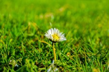Flower In Green Grass