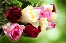 Flowers - Rose