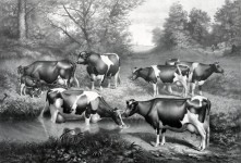 Fresian Cows In Pasture