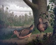 Game Birds Woodcocks Painting