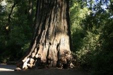 Giant Redwood Trees In Californiag