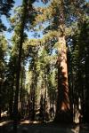 Giant Redwood Trees In Yosemite