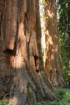 Giant Redwood Trees In Yosemite