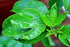 Granadilla Leaf With Raindrops