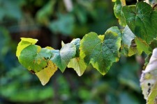 Grape Vine Leaves With Light