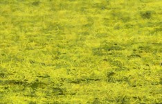 Grass Painted Background