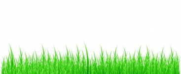 Grass White Background