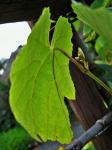 Green Grape Vine Leaf