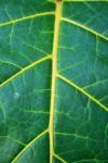 Green Leaf With Veining