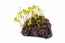 Green Moss On White Background