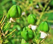 Green Ornithogalum Arabica Seed