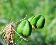 Green Ornithogalum Arabica Seeds
