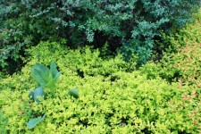 Green Variation In Botanical Garden