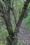 Hawthorn Tree Along A Trail