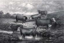 Hereford Steers Vintage Illustration