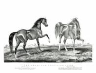 Horses Beautiful Print