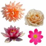 Isolated Flower Clipart