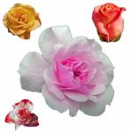 Isolated Flower Clipart