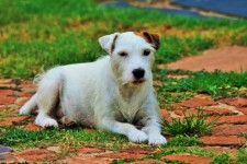 Jack Russell Dog On Paving