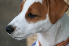 Jack Russel Pup Portrait