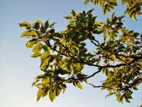 Japanese Raisin Tree In  Sunlight