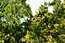 Karee White Stinkwood Foliage