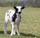 Lamb Baby Sheep