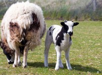Lamb Baby Sheep