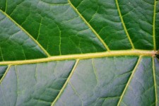 Large Bore Veining On Leaf