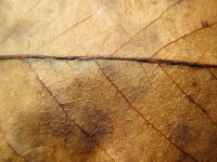 Leaf Texture Macro 3
