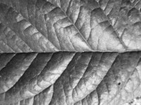 Leaf Texture Macro 4