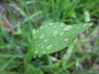 Leaf With Droplets 1
