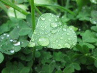 Leaf With Droplets 3