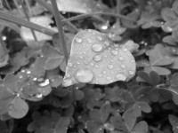 Leaf With Droplets 4